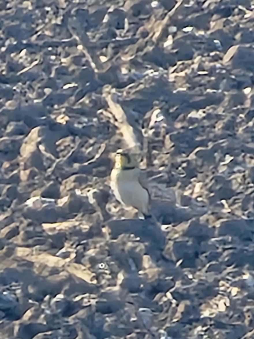Horned Lark - ML644152264