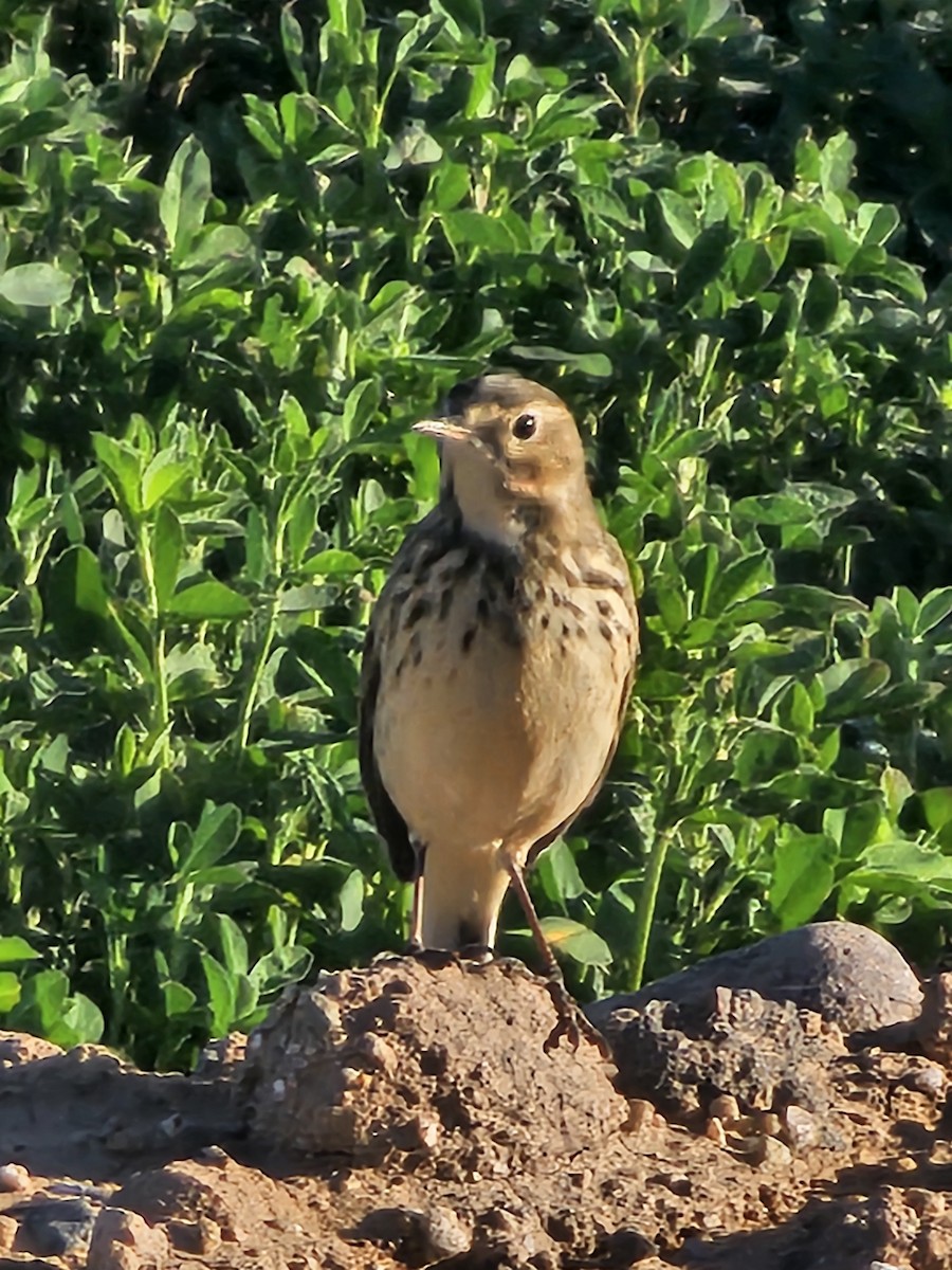 American Pipit - ML644152272