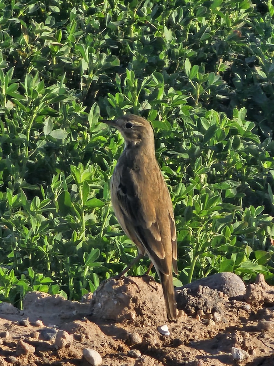 American Pipit - ML644152273