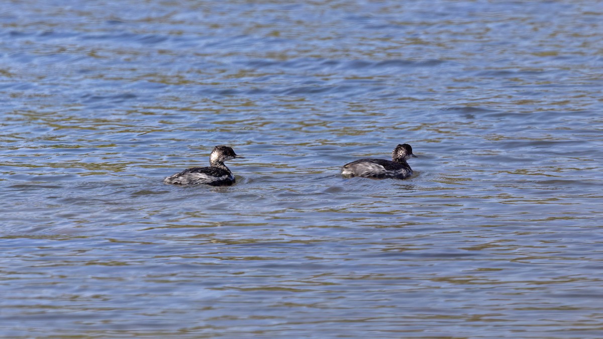 Eared Grebe - ML644152274