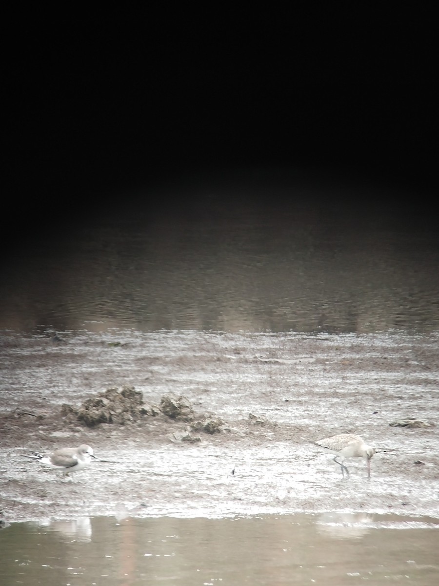 Gabbiano di Sabine - ML644152284