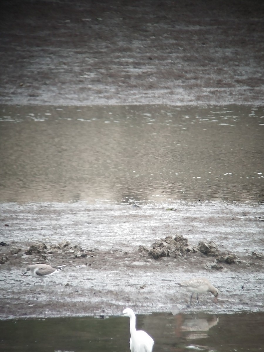 Gabbiano di Sabine - ML644152285