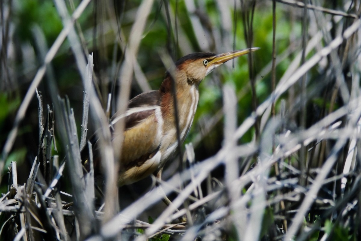 Least Bittern - ML644152287