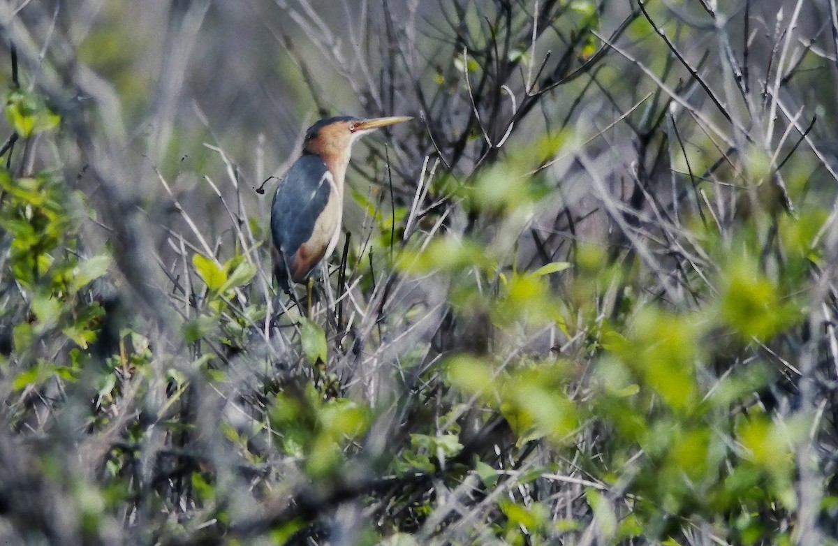 Least Bittern - ML644152288