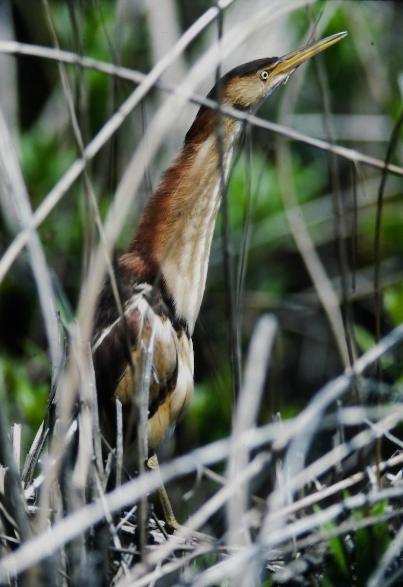 Least Bittern - ML644152289