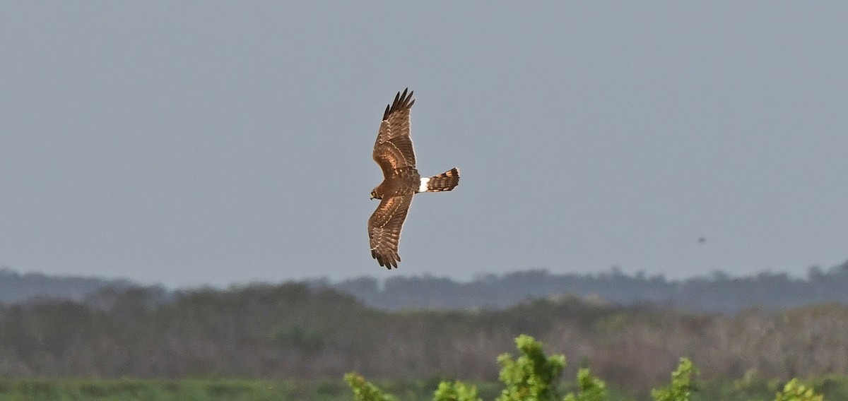 Northern Harrier - ML644152314