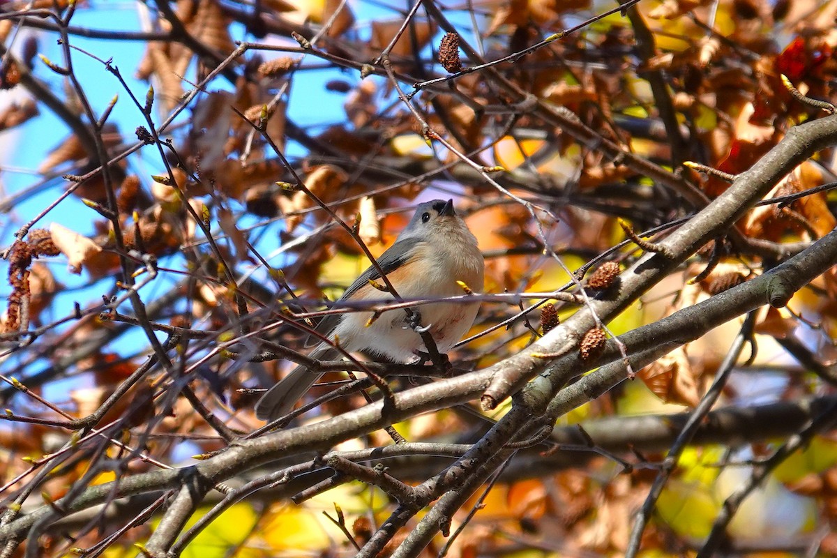 Tufted Titmouse - ML644152316