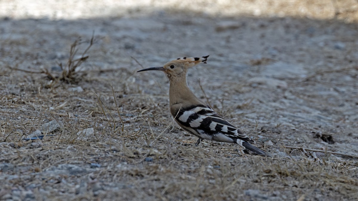 Eurasian Hoopoe - ML644152324