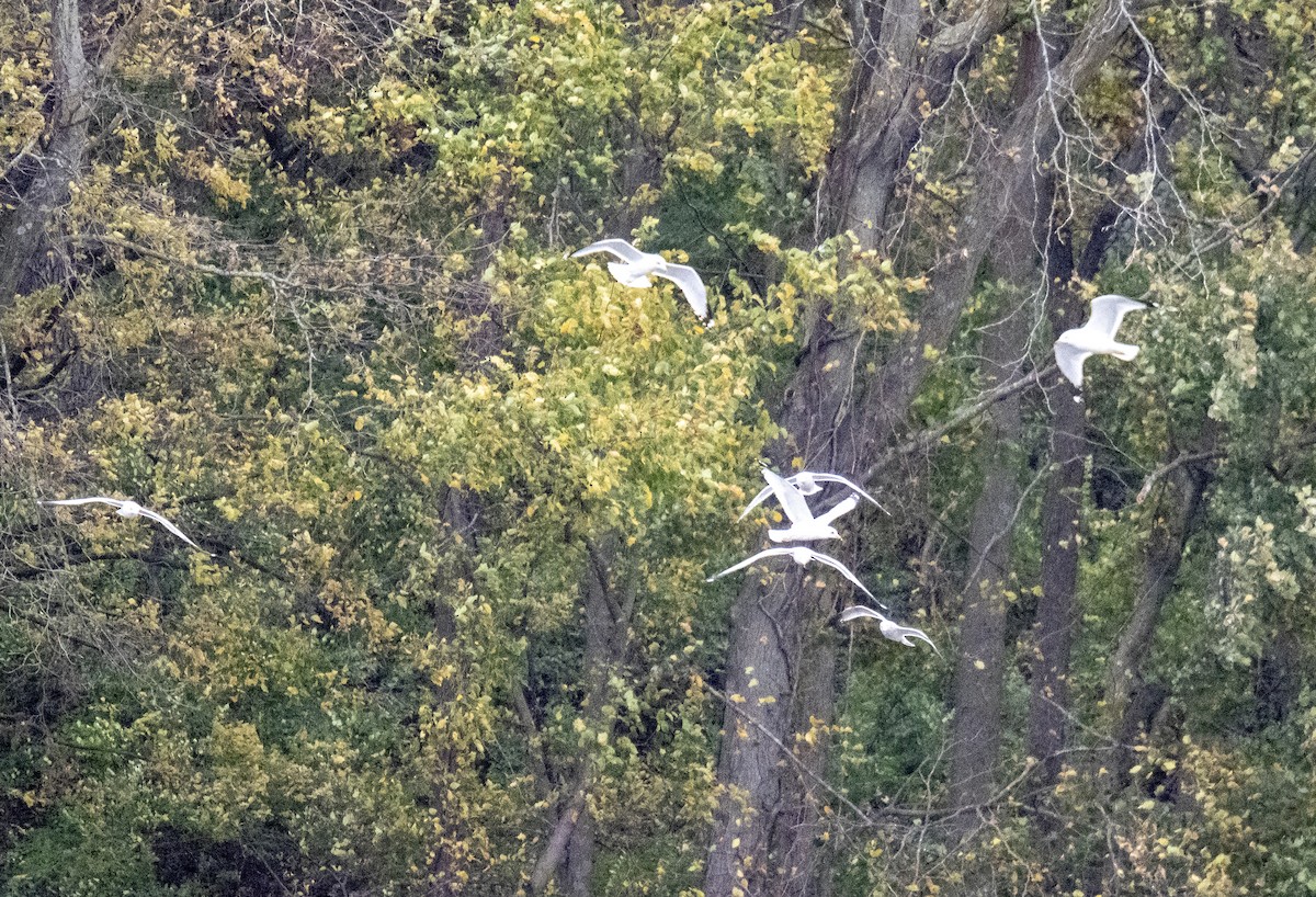 Ring-billed Gull - ML644152325
