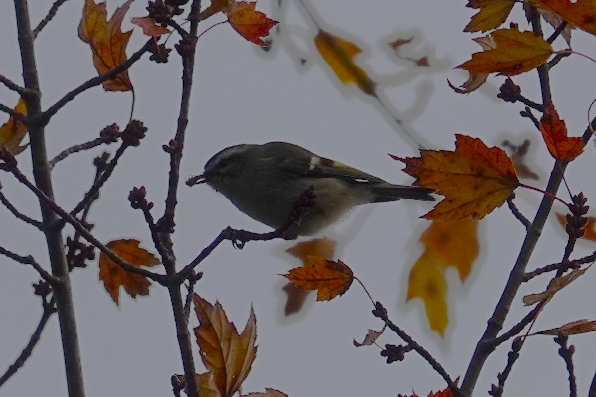 Golden-crowned Kinglet - ML644152330