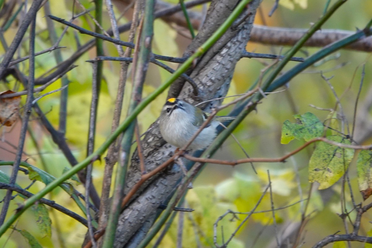 Golden-crowned Kinglet - ML644152333