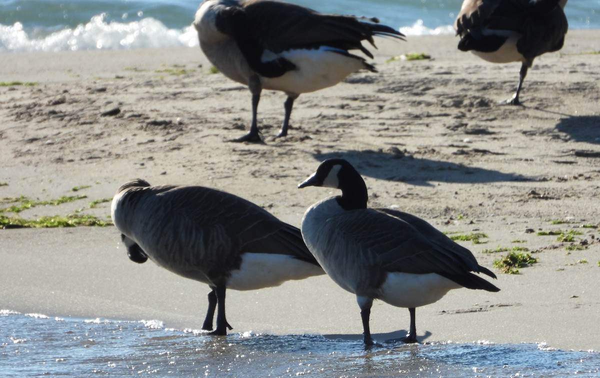 Canada Goose - ML644152334