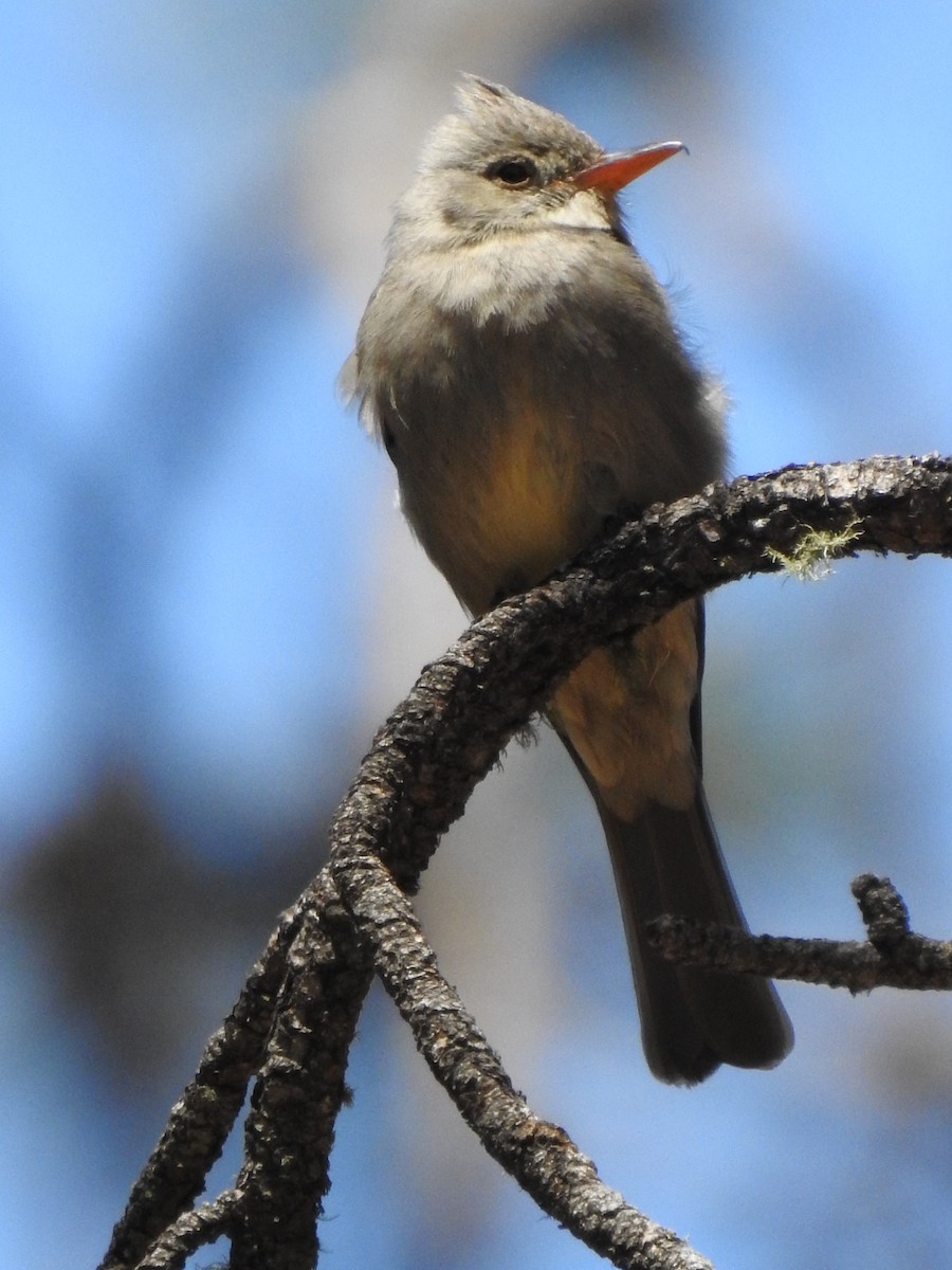 Greater Pewee - ML644152335