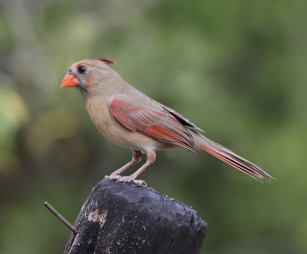 Northern Cardinal - ML644152340