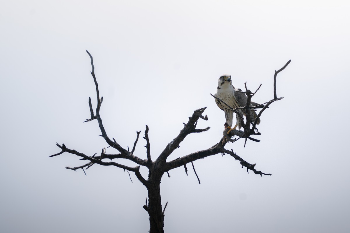 Laggar Falcon - ML644152342