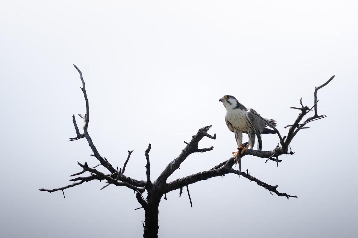 Laggar Falcon - ML644152343