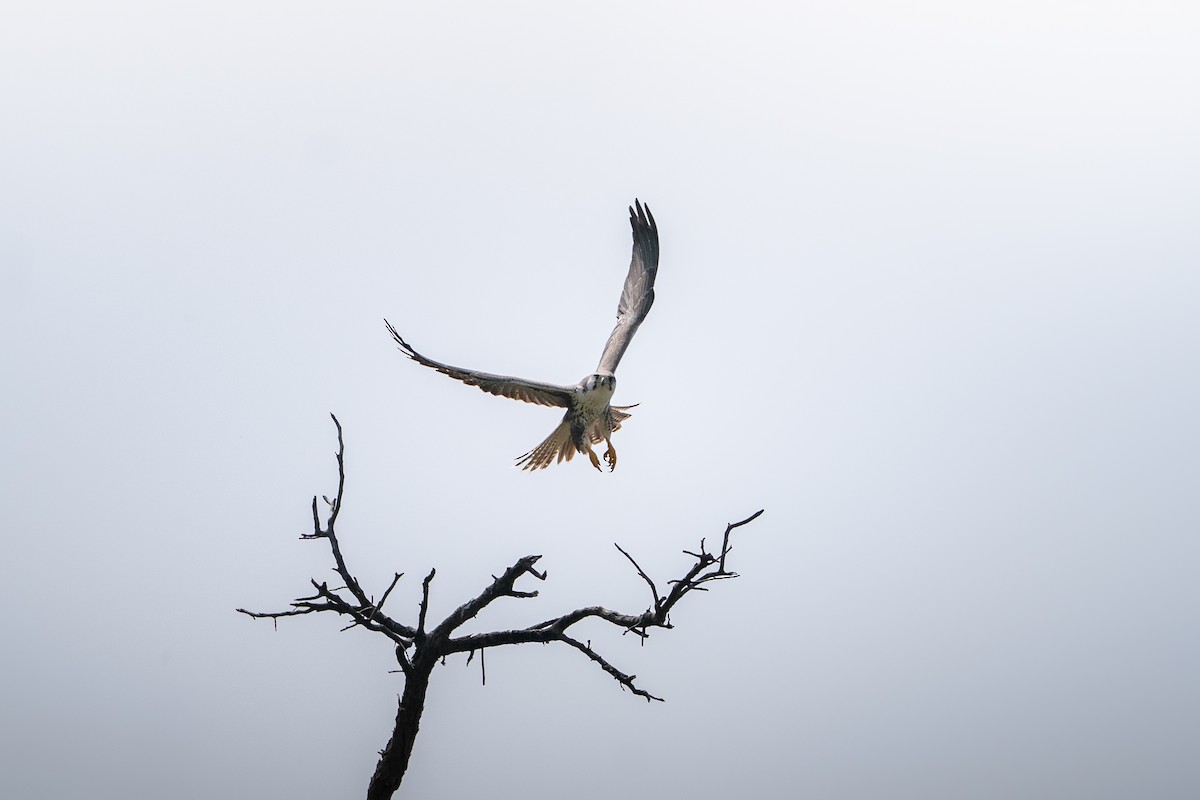 Laggar Falcon - ML644152344