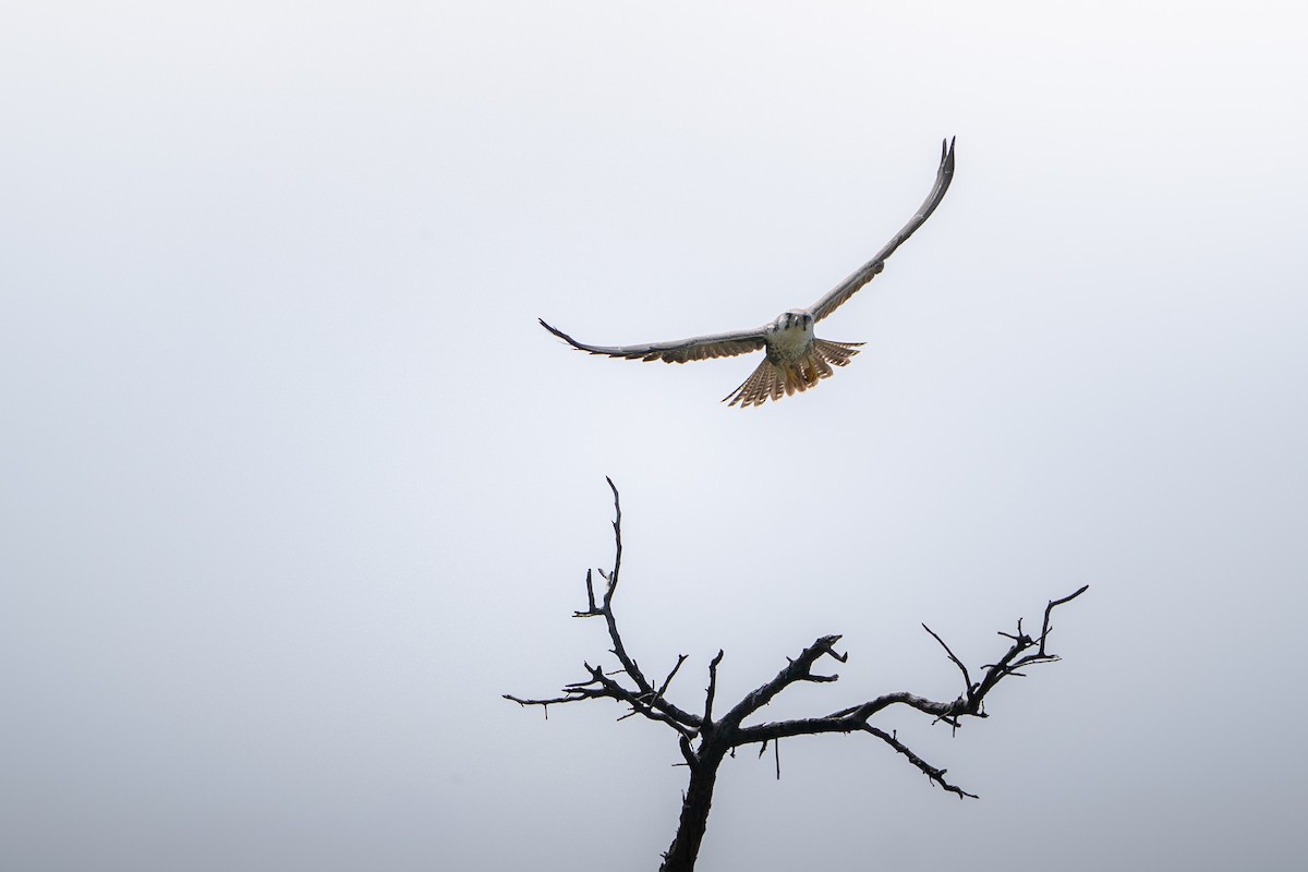 Laggar Falcon - ML644152345