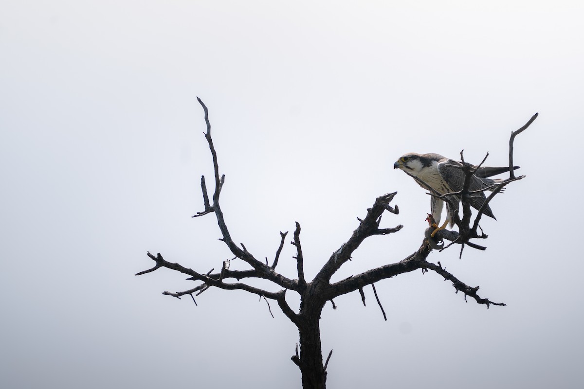 Laggar Falcon - ML644152346