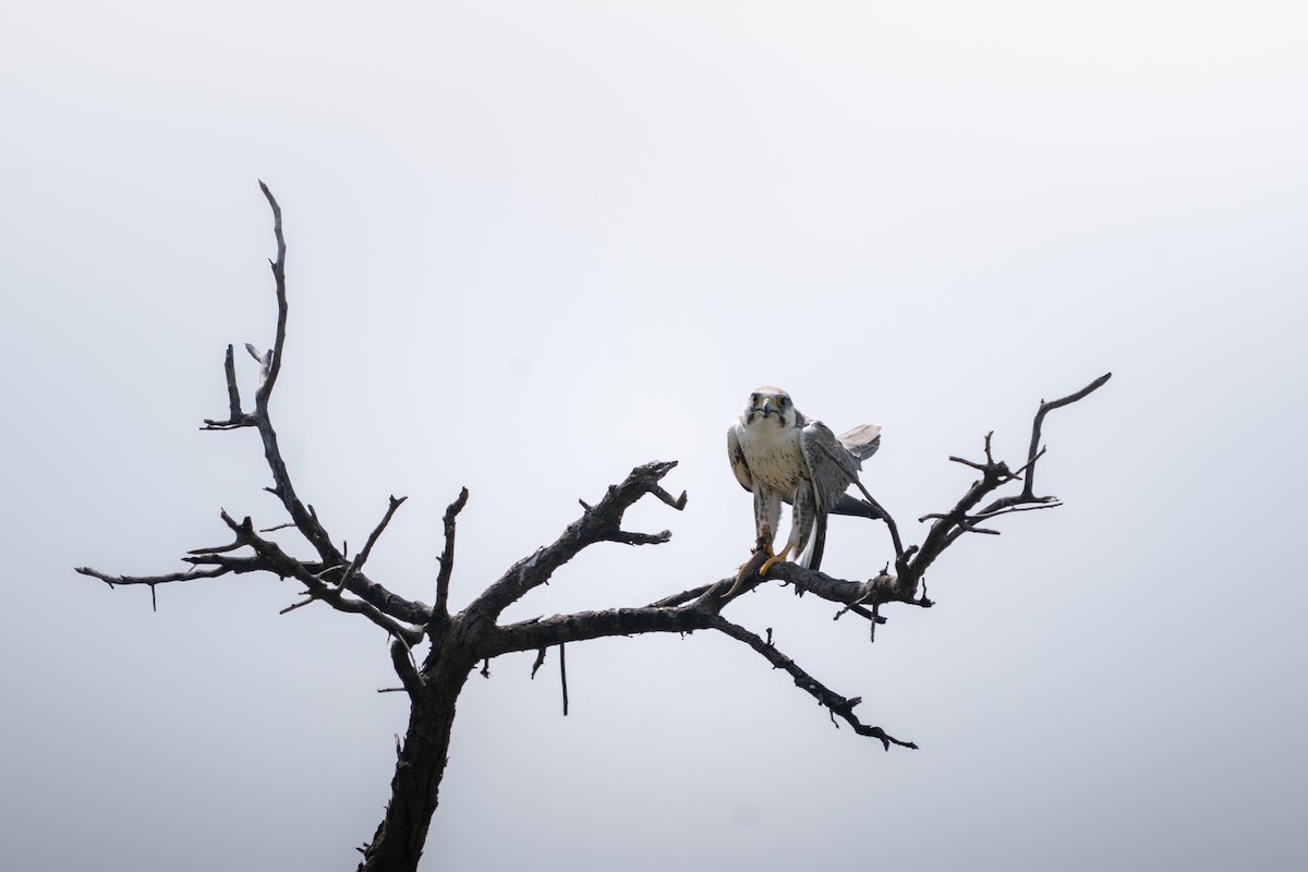 Laggar Falcon - ML644152347