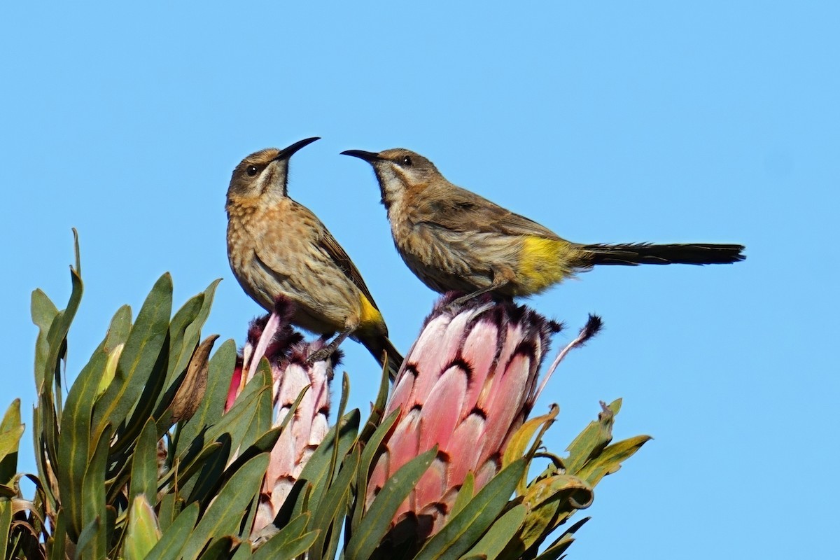 Cape Sugarbird - ML644152360