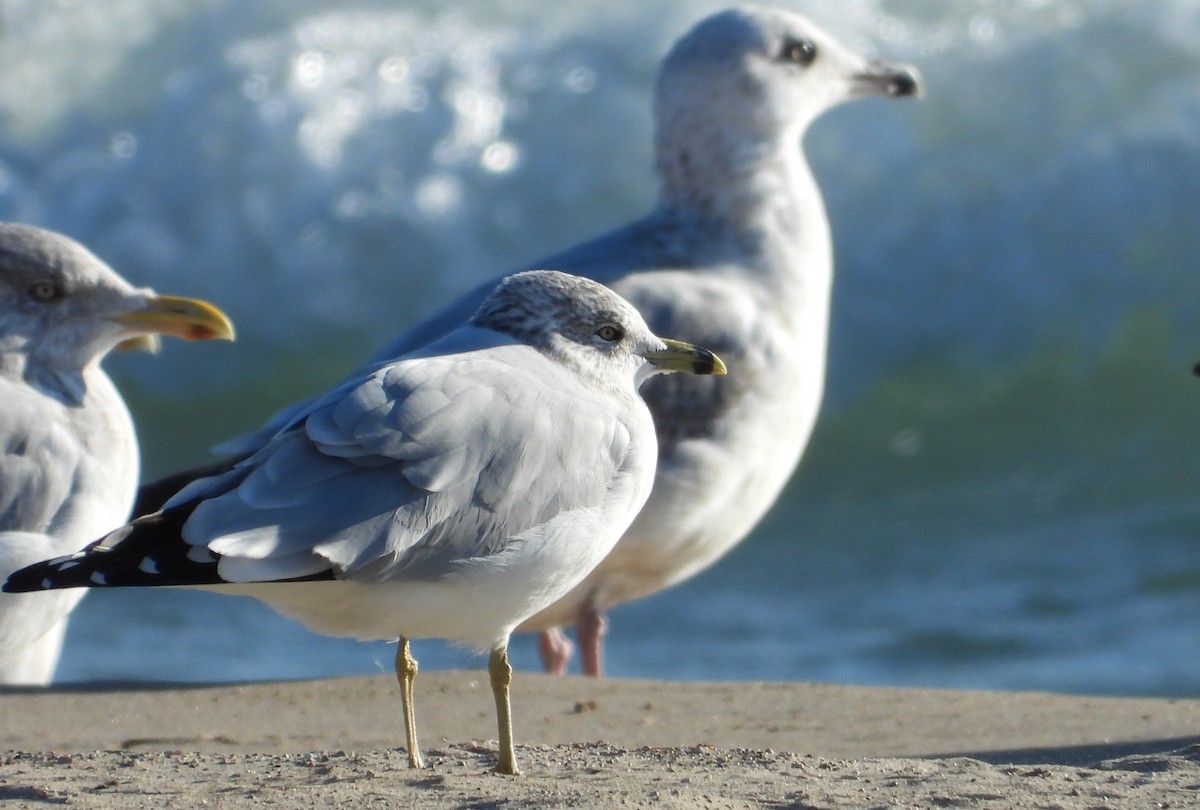 Ring-billed Gull - ML644152375