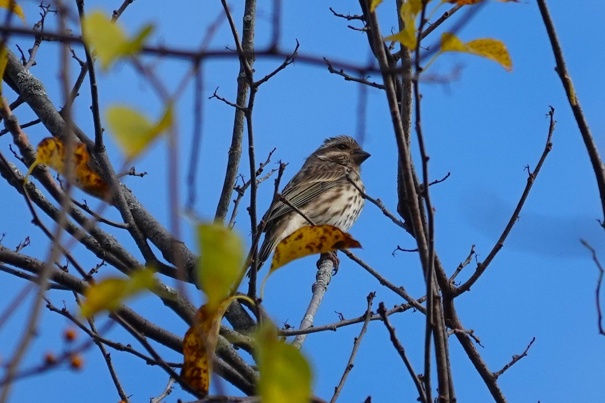 Purple Finch - ML644152398