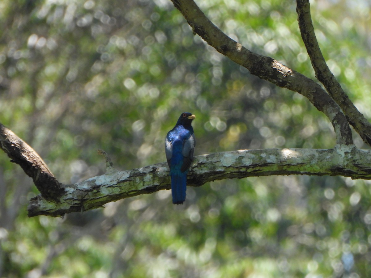 Black-tailed Trogon - ML644152430
