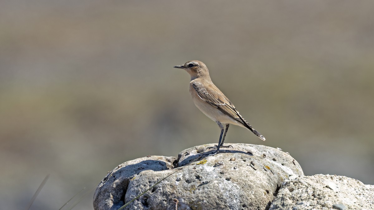 Northern Wheatear - ML644152432