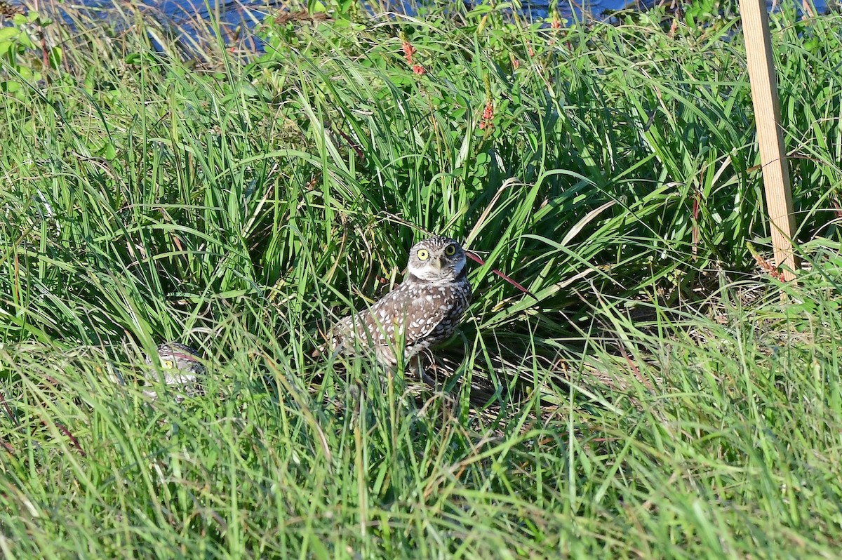 Burrowing Owl (Florida) - ML644152433