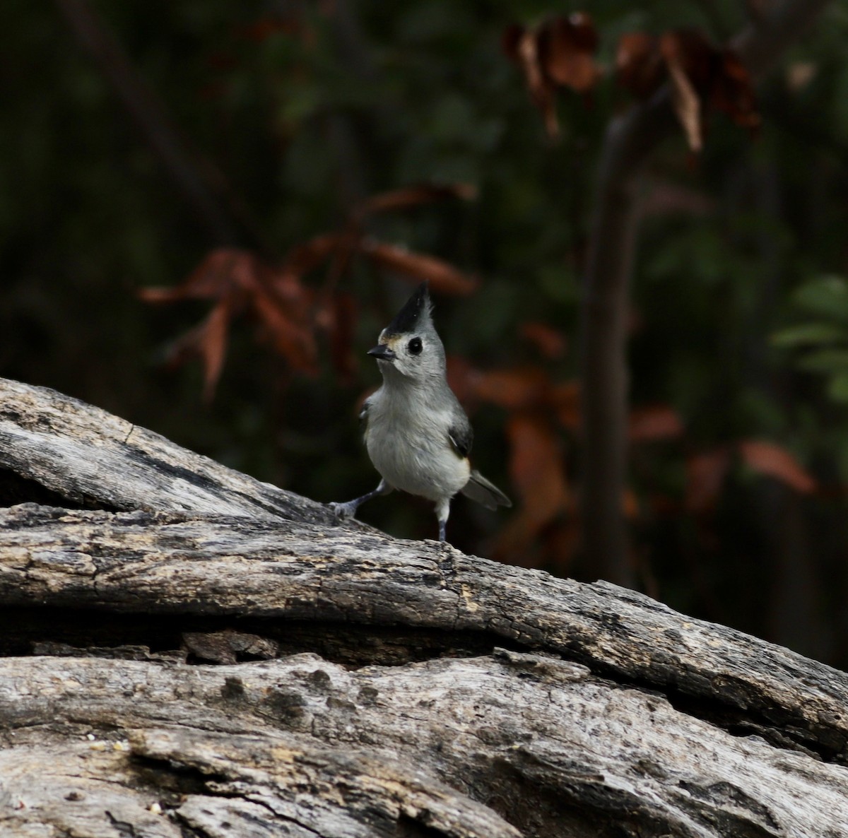 Black-crested Titmouse - ML644152434