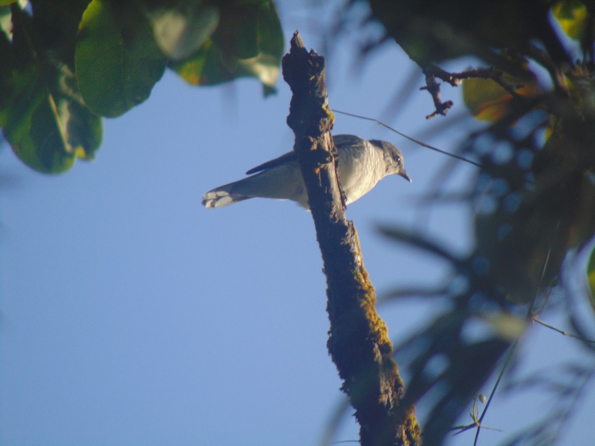 Schwarzkopf-Raupenfänger - ML644152463