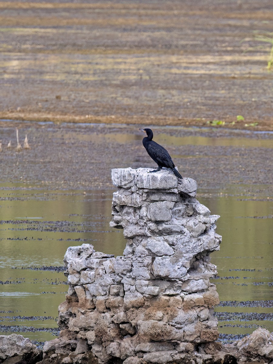 Great Cormorant - ML644152467