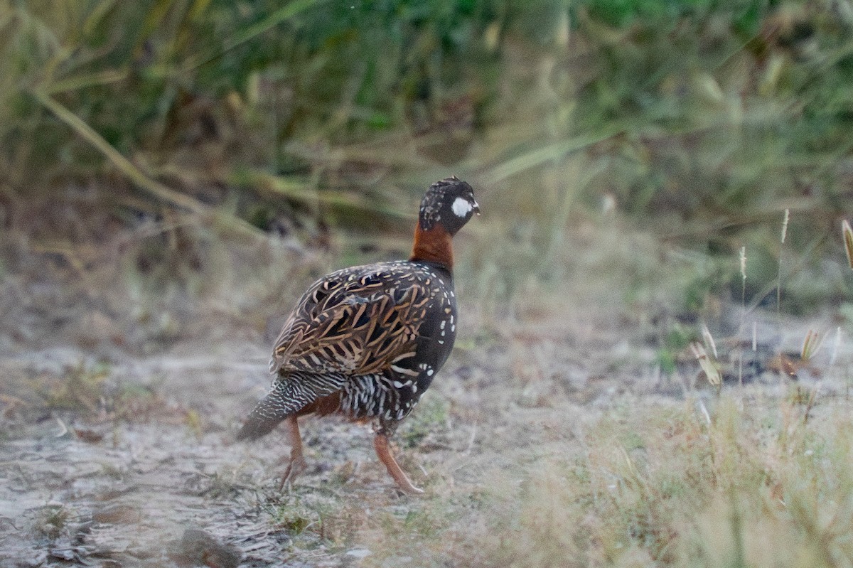 ムナグロシャコ - ML644152471