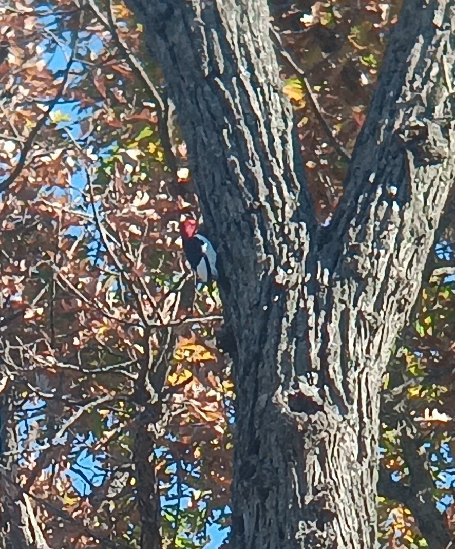 Red-headed Woodpecker - ML644152479