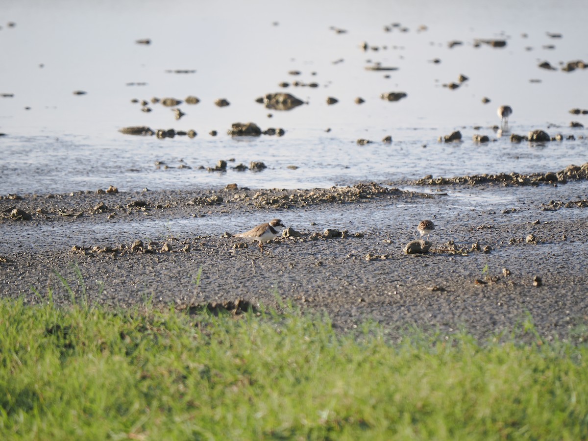 Common Ringed/Semipalmated Plover - ML644152488
