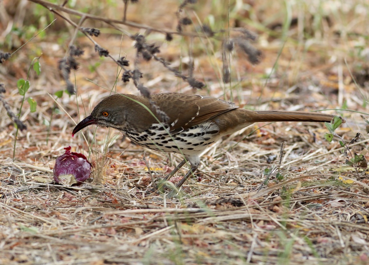 Long-billed Thrasher - ML644152489