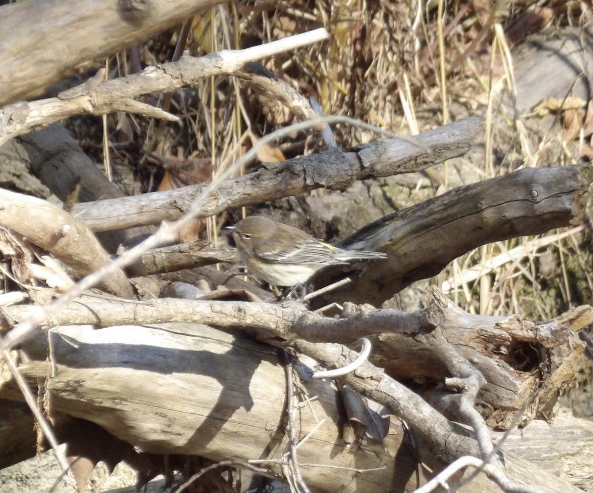 Yellow-rumped Warbler - ML644152519