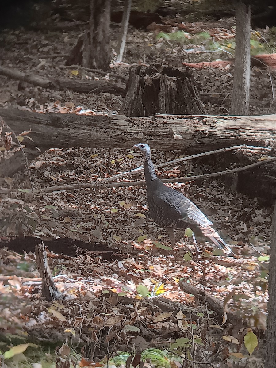 Wild Turkey - ML644152530