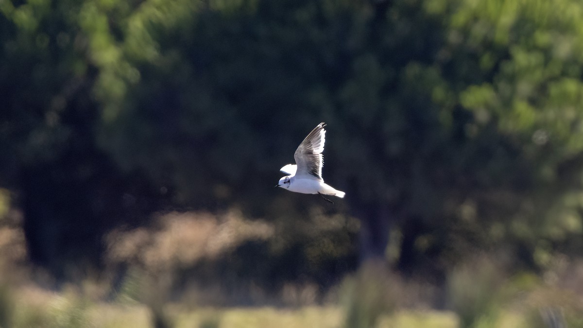 Little Gull - ML644152532