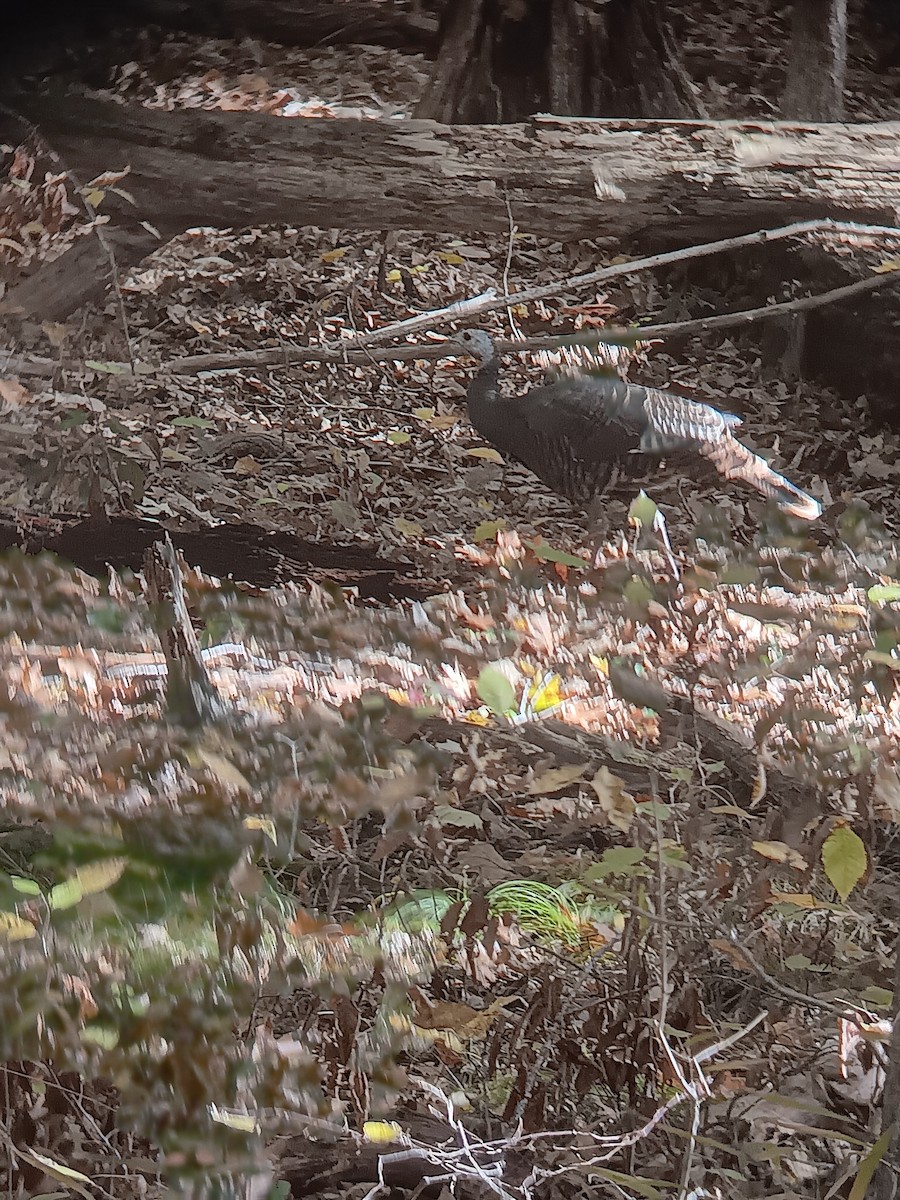 Wild Turkey - ML644152535