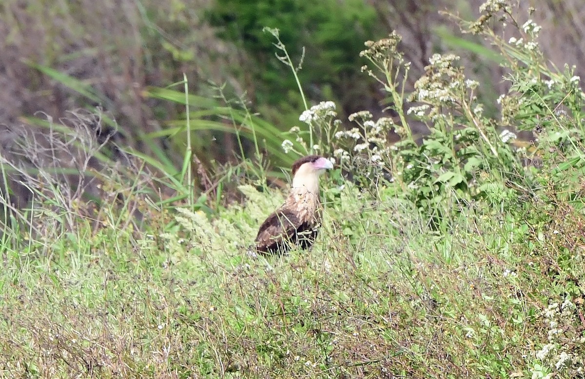 Crested Caracara - ML644152538