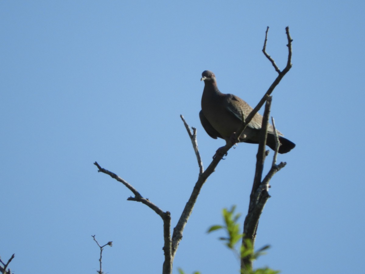 アカメバト - ML644152540