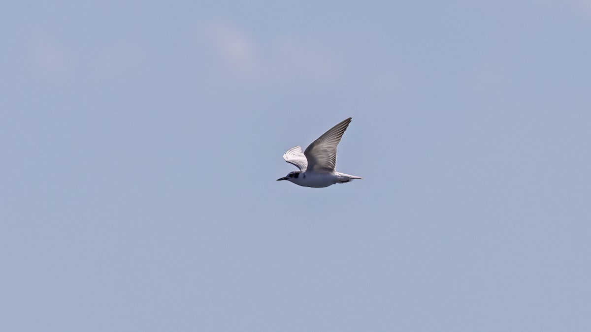 Whiskered Tern - ML644152554
