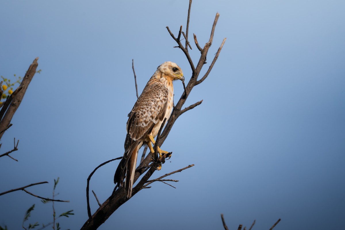 メジロサシバ - ML644152596