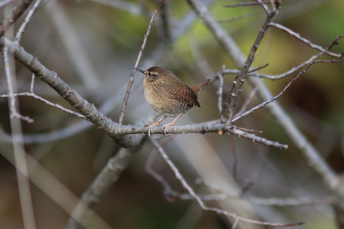 Pacific Wren - ML644152605