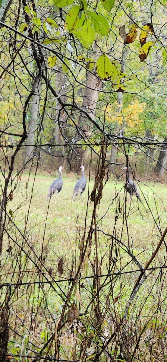 Wild Turkey - ML644152614