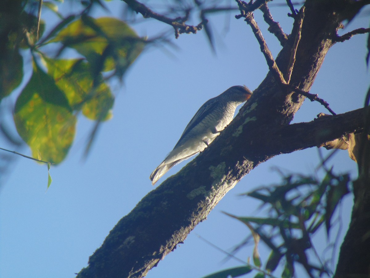 Schwarzkopf-Raupenfänger - ML644152616