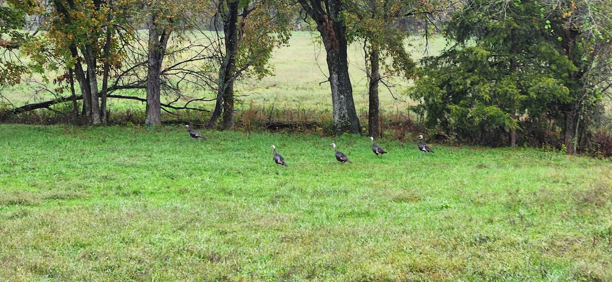 Wild Turkey - ML644152617