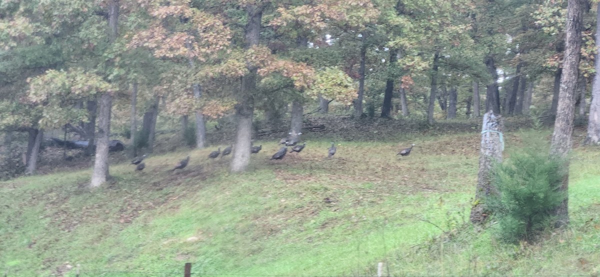 Wild Turkey - ML644152618